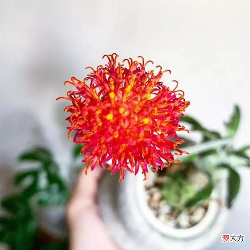 没见过的仙人球不要太多，先分享100种，过过眼瘾，开开眼界