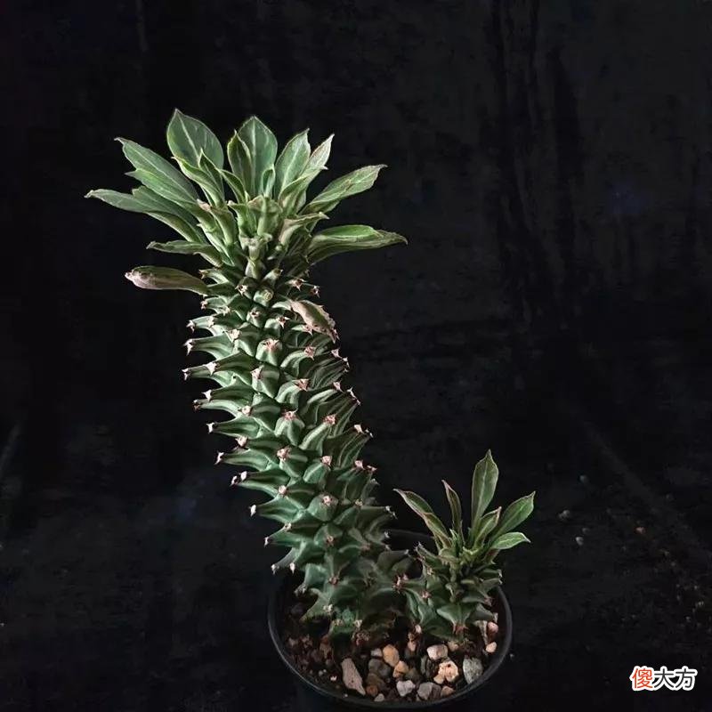 没见过的仙人球不要太多，先分享100种，过过眼瘾，开开眼界