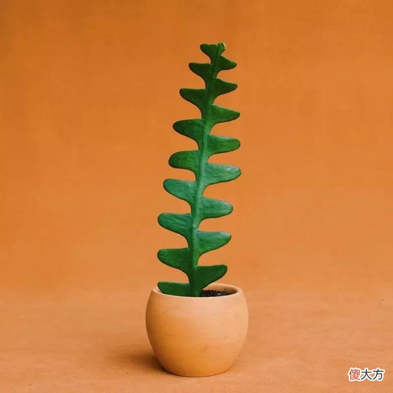 没见过的仙人球不要太多，先分享100种，过过眼瘾，开开眼界