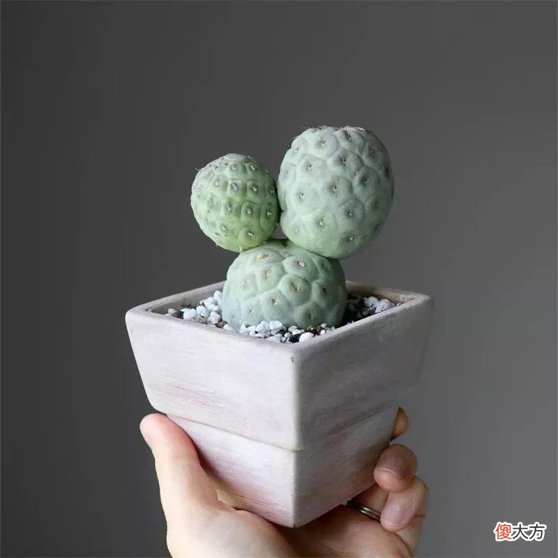 没见过的仙人球不要太多，先分享100种，过过眼瘾，开开眼界