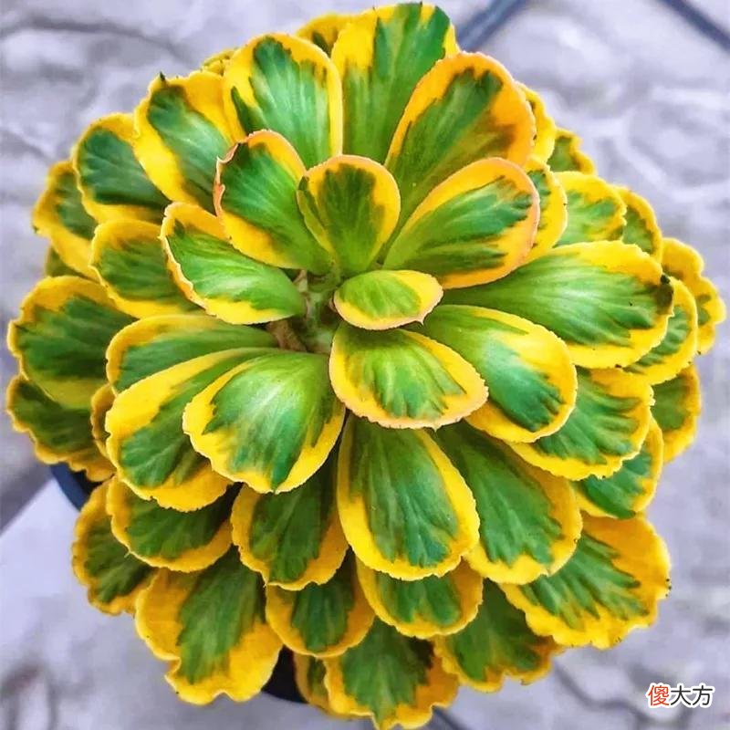没见过的仙人球不要太多，先分享100种，过过眼瘾，开开眼界
