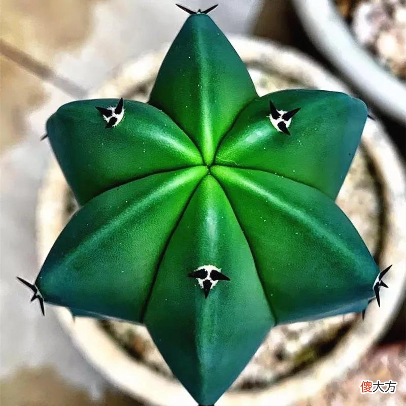没见过的仙人球不要太多，先分享100种，过过眼瘾，开开眼界