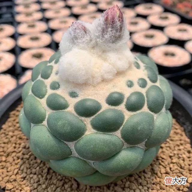 没见过的仙人球不要太多，先分享100种，过过眼瘾，开开眼界