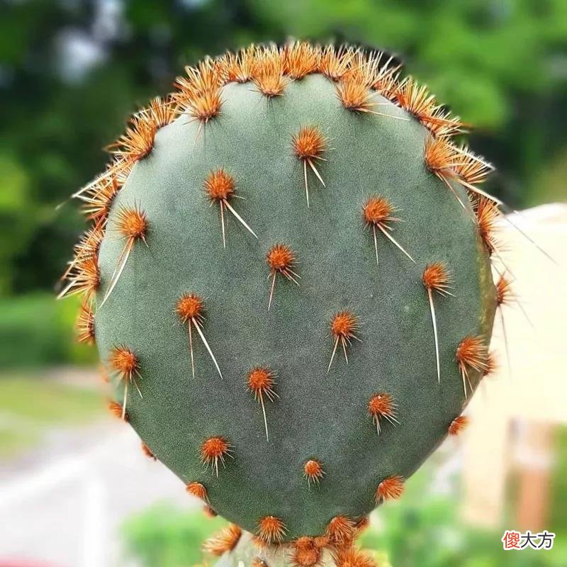 没见过的仙人球不要太多，先分享100种，过过眼瘾，开开眼界