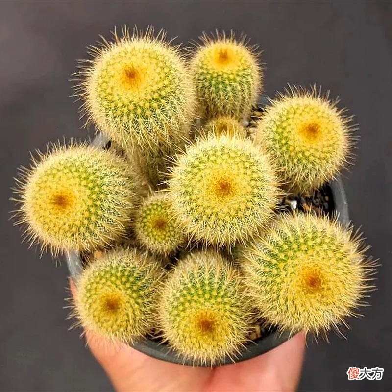 没见过的仙人球不要太多，先分享100种，过过眼瘾，开开眼界