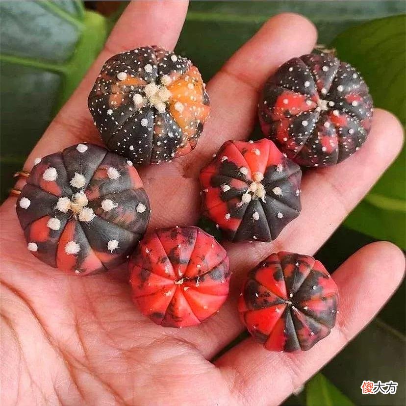 没见过的仙人球不要太多，先分享100种，过过眼瘾，开开眼界