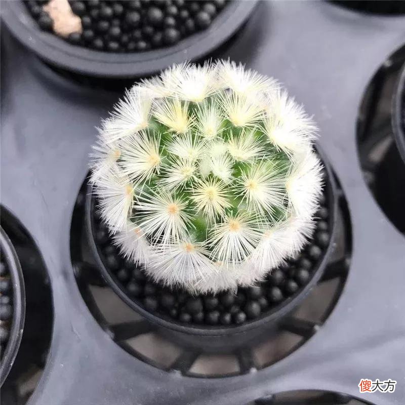 没见过的仙人球不要太多，先分享100种，过过眼瘾，开开眼界