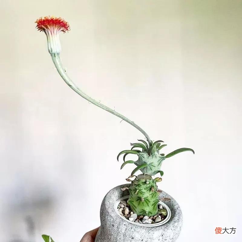 没见过的仙人球不要太多，先分享100种，过过眼瘾，开开眼界