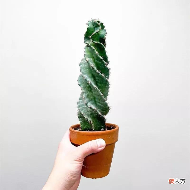 没见过的仙人球不要太多，先分享100种，过过眼瘾，开开眼界