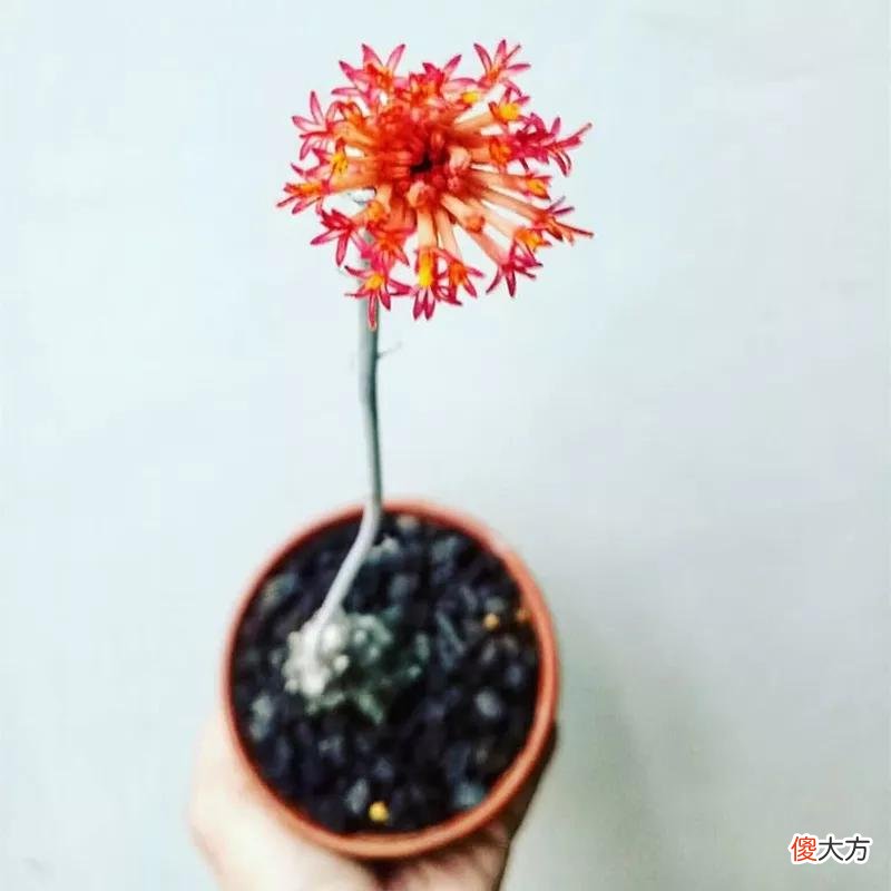 没见过的仙人球不要太多，先分享100种，过过眼瘾，开开眼界