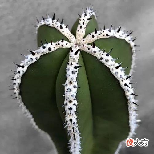 没见过的仙人球不要太多，先分享100种，过过眼瘾，开开眼界
