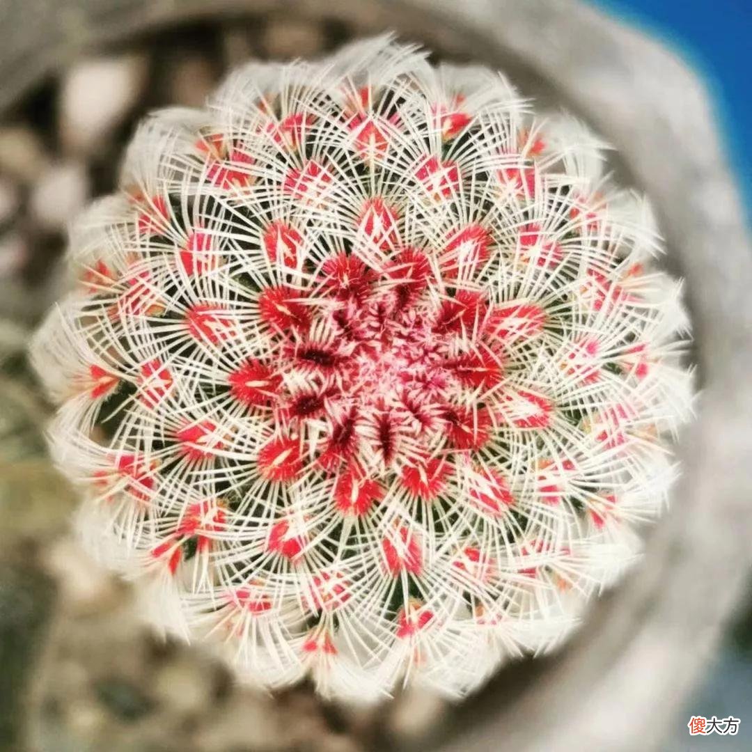 没见过的仙人球不要太多，先分享100种，过过眼瘾，开开眼界