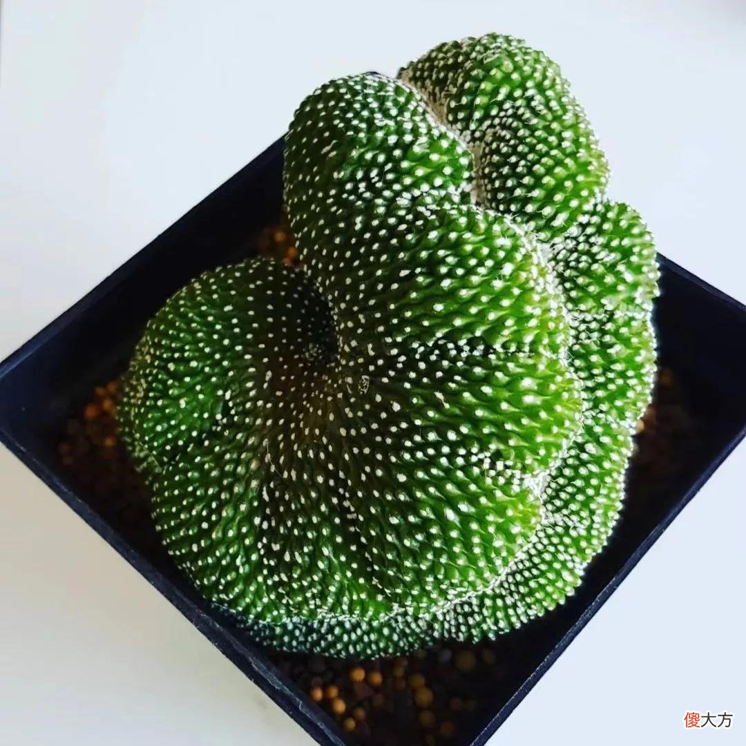 没见过的仙人球不要太多，先分享100种，过过眼瘾，开开眼界