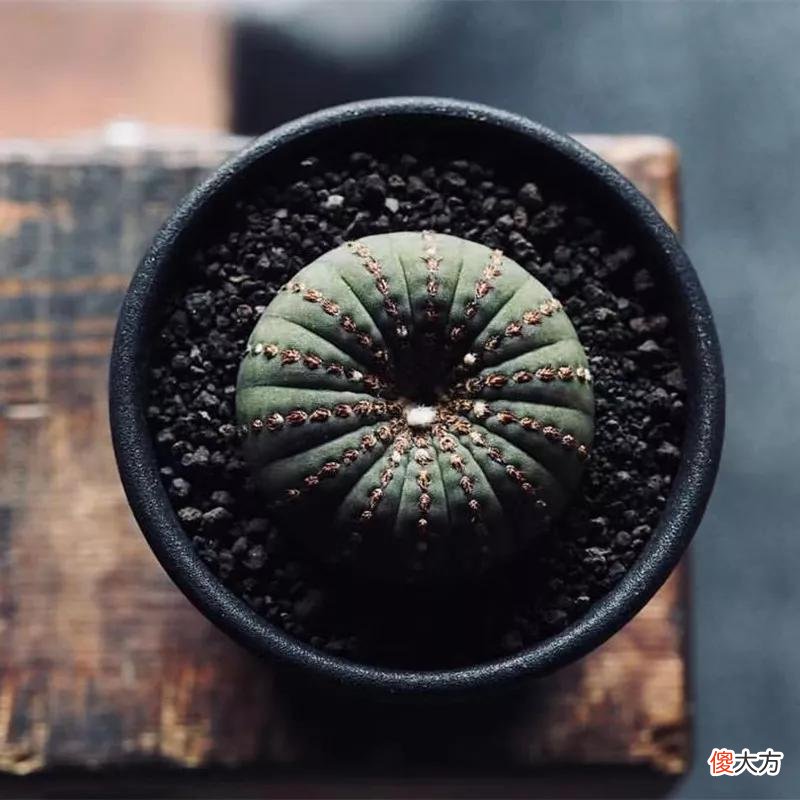 没见过的仙人球不要太多，先分享100种，过过眼瘾，开开眼界