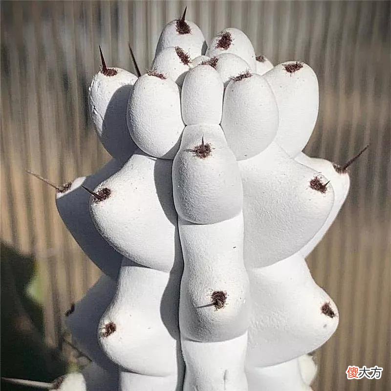 没见过的仙人球不要太多，先分享100种，过过眼瘾，开开眼界