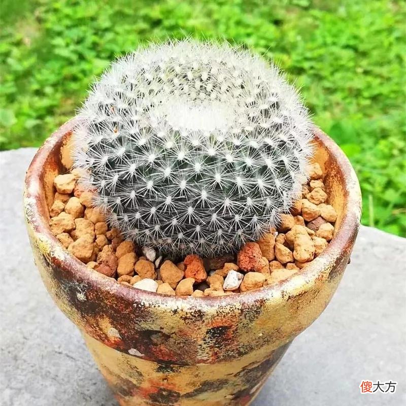 没见过的仙人球不要太多，先分享100种，过过眼瘾，开开眼界