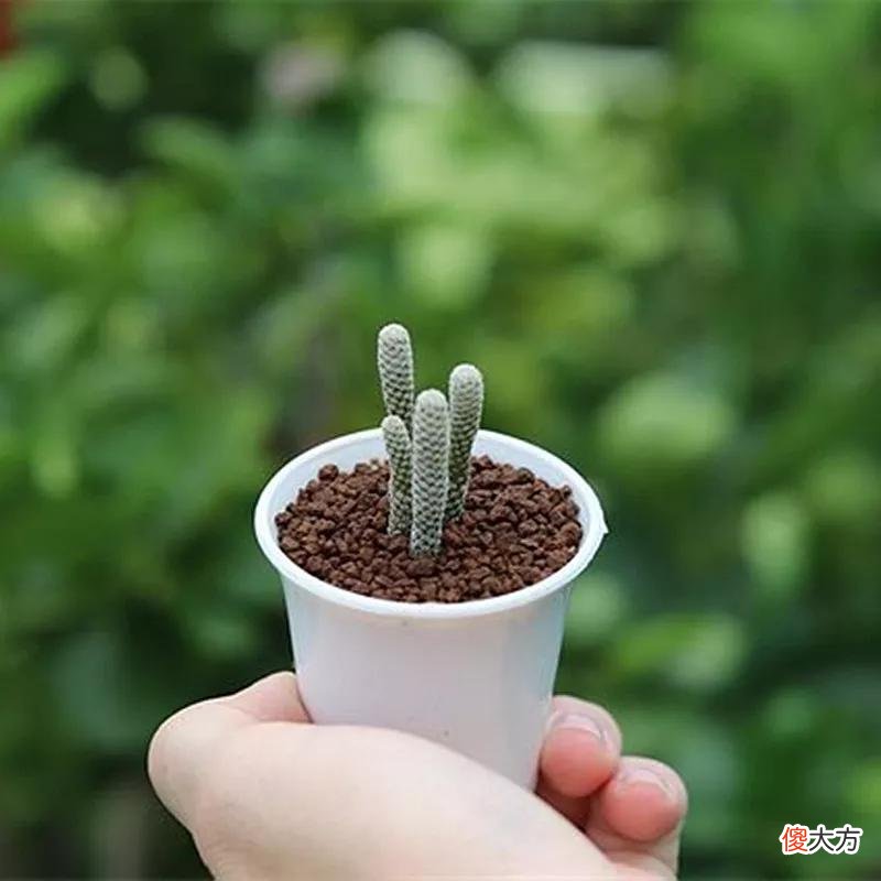 没见过的仙人球不要太多，先分享100种，过过眼瘾，开开眼界