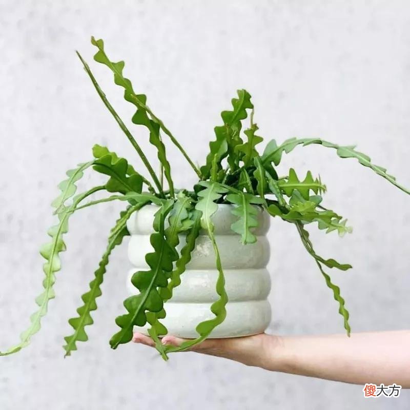 没见过的仙人球不要太多，先分享100种，过过眼瘾，开开眼界