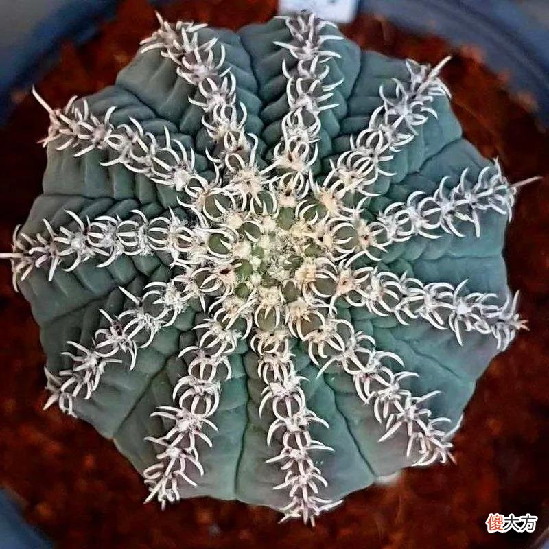 没见过的仙人球不要太多，先分享100种，过过眼瘾，开开眼界
