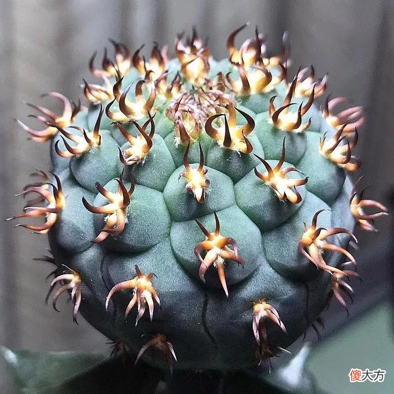 没见过的仙人球不要太多，先分享100种，过过眼瘾，开开眼界