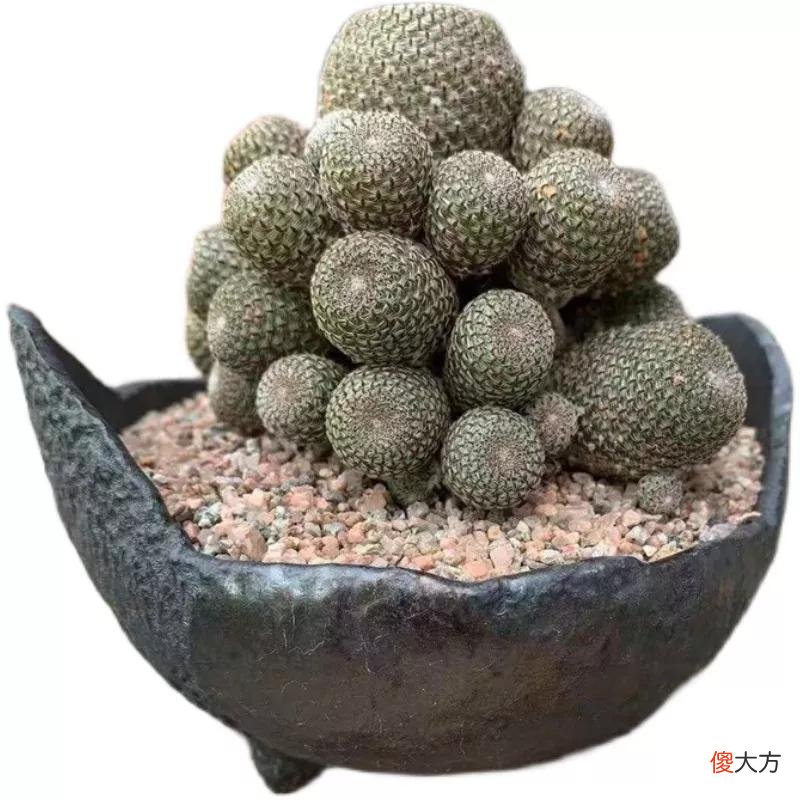 没见过的仙人球不要太多，先分享100种，过过眼瘾，开开眼界