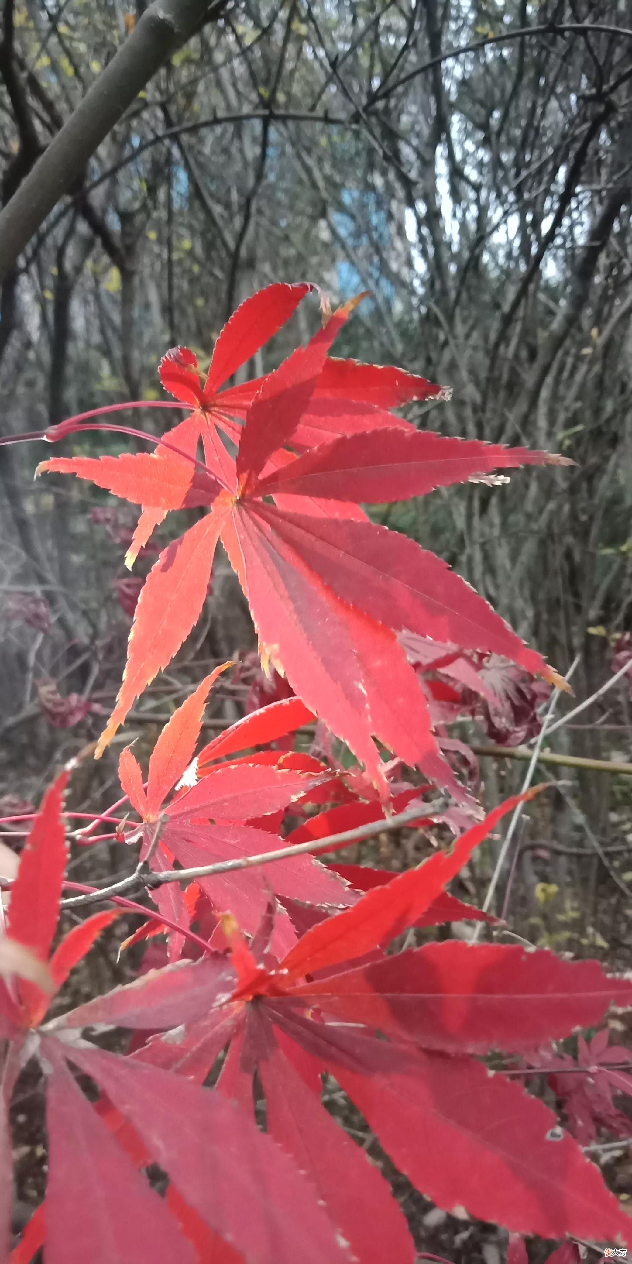 给红叶拍照好看的秘密 红叶拍摄技巧