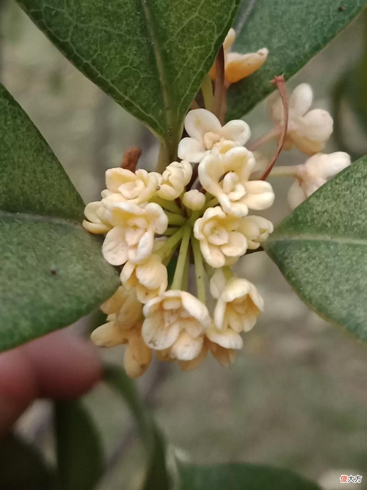 给红叶拍照好看的秘密 红叶拍摄技巧