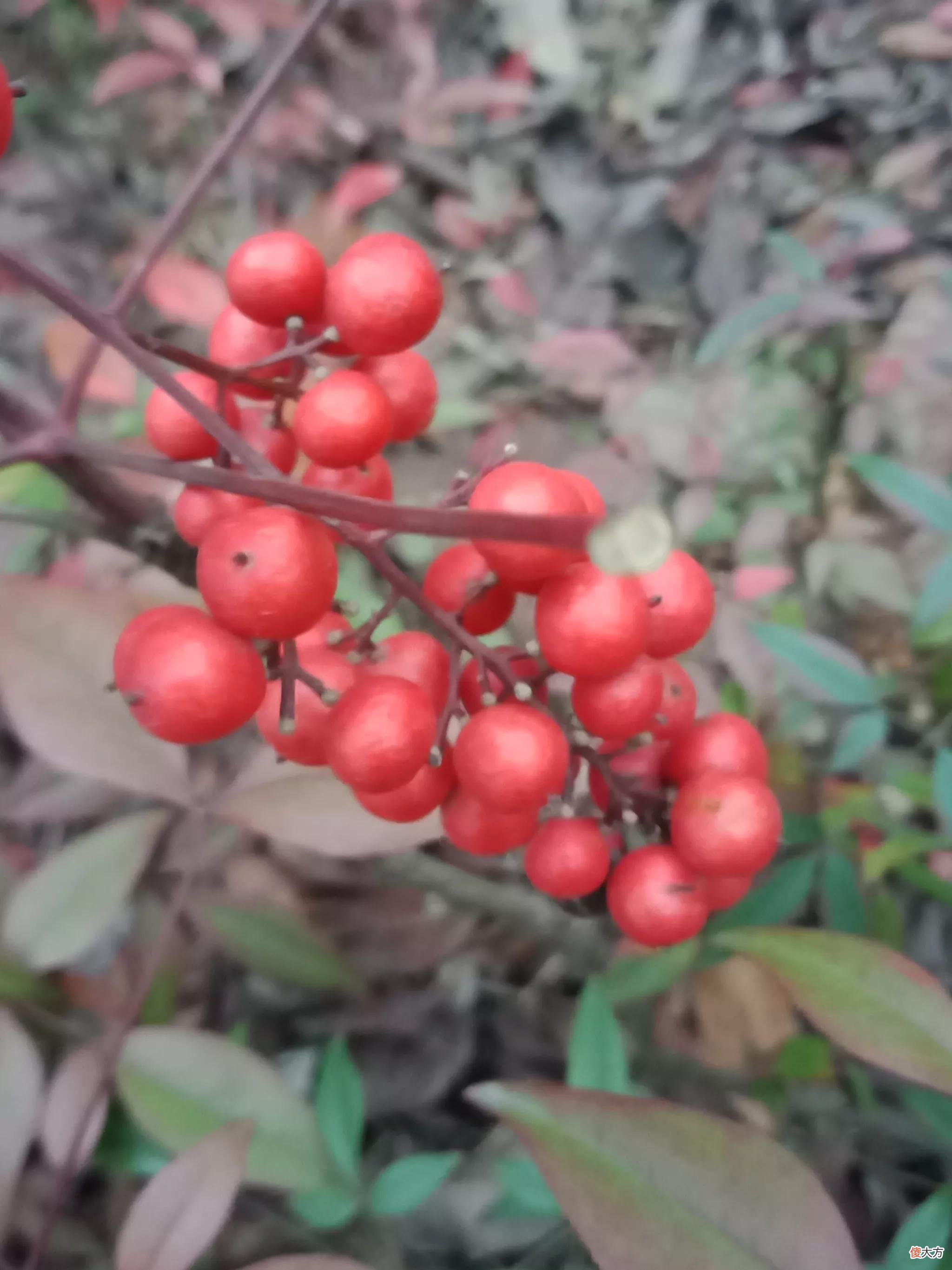 给红叶拍照好看的秘密 红叶拍摄技巧