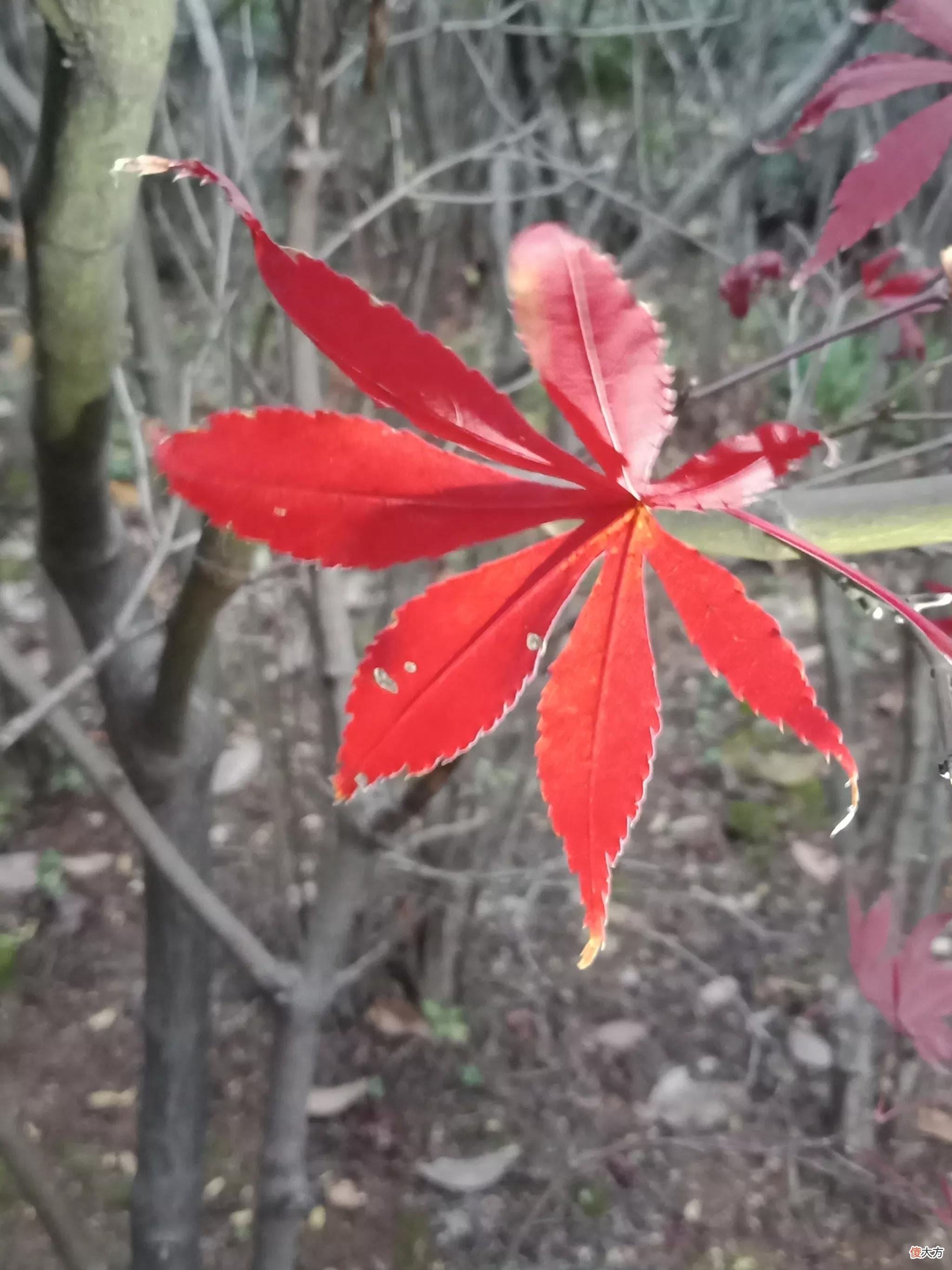 给红叶拍照好看的秘密 红叶拍摄技巧
