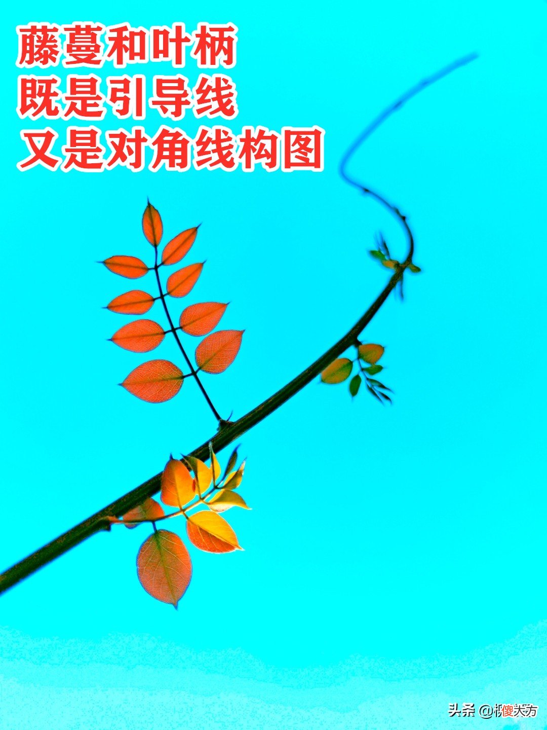 用手机和相机拍摄秋色 如何用手机拍秋天的景色