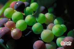 杰卡斯红酒与奔富红酒的对比 奔富酒庄臻选vin368干红葡萄酒