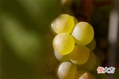 红葡萄酒搭配巧克力 黑巧克力和红葡萄酒