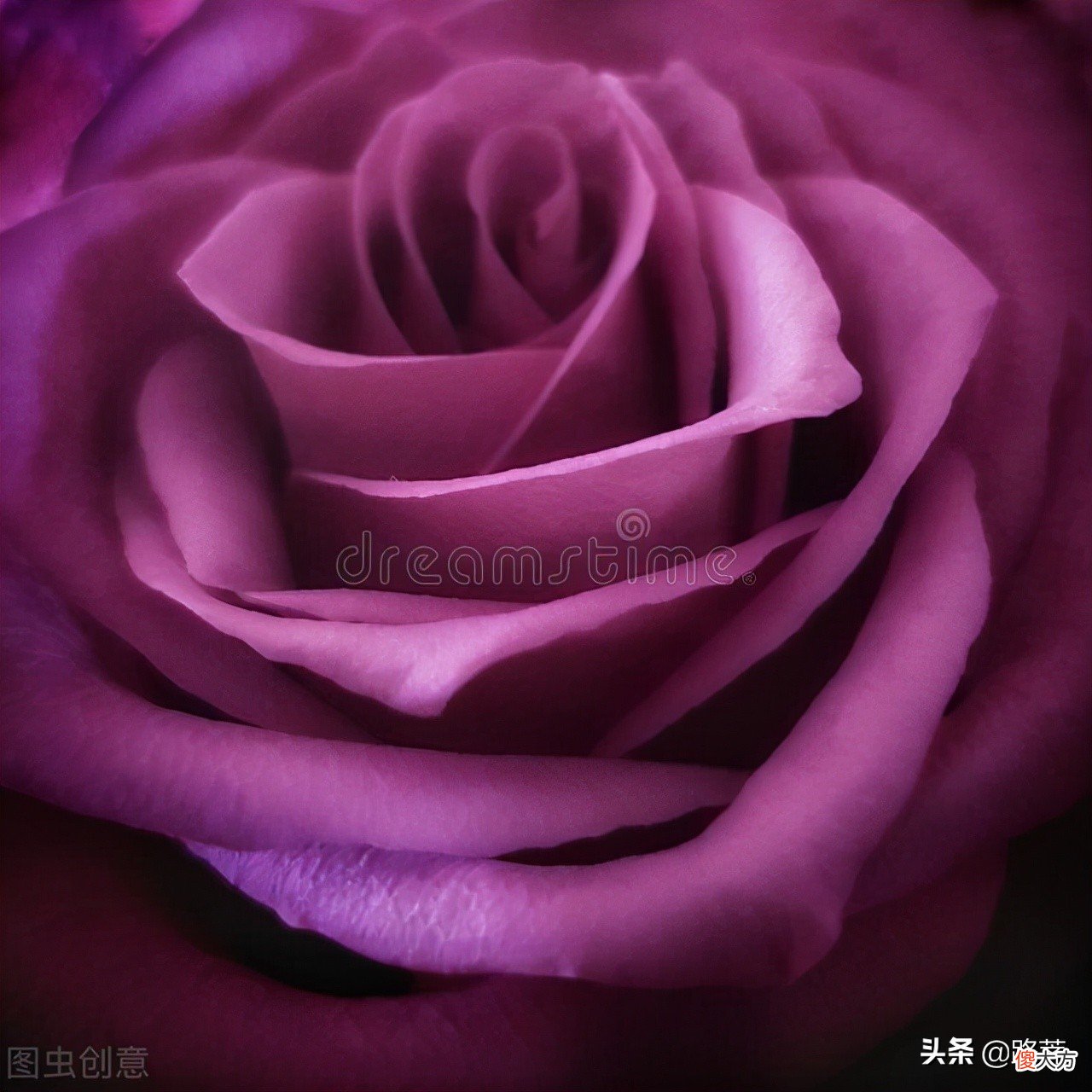 人们为什么喜欢诗歌与美文 为什么有的人喜欢诗