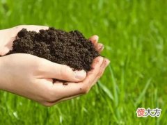 微生物肥使用要注意什么 微生物肥料施用需注意哪些问题