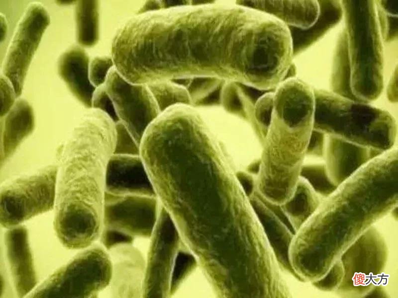 微生物肥使用要注意什么 微生物肥料施用需注意哪些问题