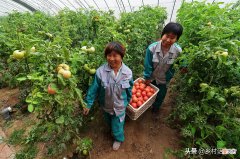 这两种肥料用来种植蔬菜你用过吗 植物肥料可以用来种蔬菜吗