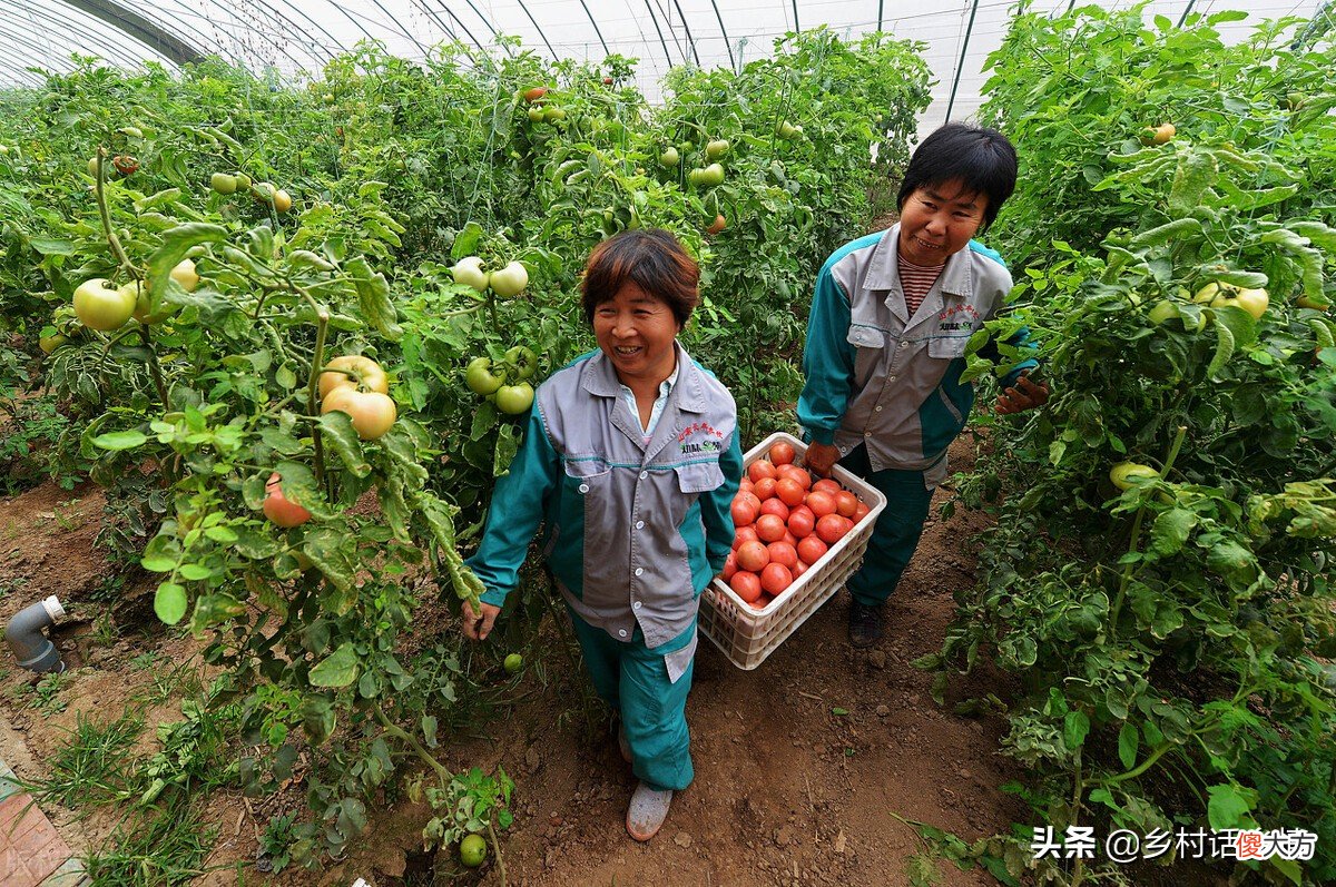 这两种肥料用来种植蔬菜你用过吗 植物肥料可以用来种蔬菜吗