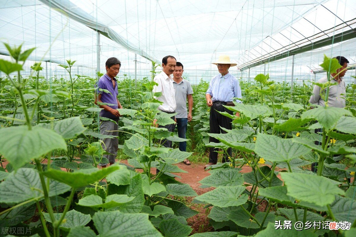 这两种肥料用来种植蔬菜你用过吗 植物肥料可以用来种蔬菜吗