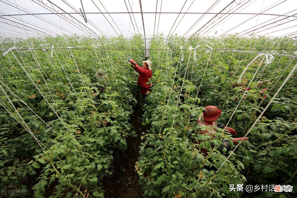 这两种肥料用来种植蔬菜你用过吗 植物肥料可以用来种蔬菜吗