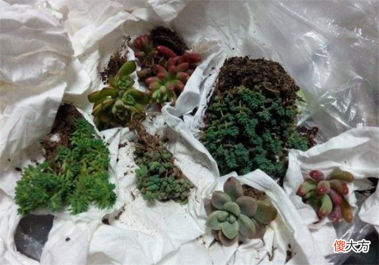 高铁能带植物盆栽吗 高铁可以带植物吗?