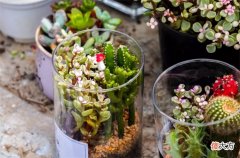高铁能带植物盆栽吗 高铁可以带植物吗?