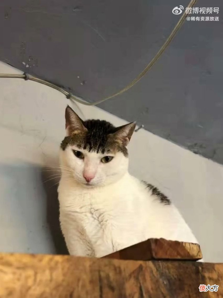 齐刘海小猫有多可爱 齐刘海小猫咪