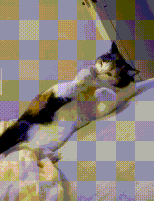 齐刘海小猫有多可爱 齐刘海小猫咪