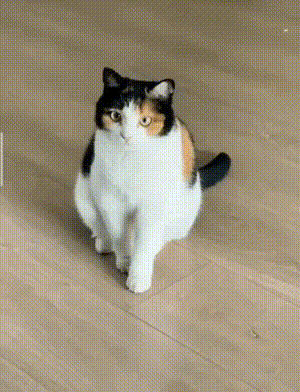 齐刘海小猫有多可爱 齐刘海小猫咪