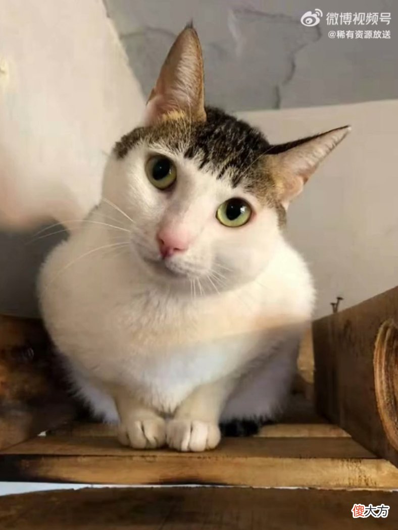 齐刘海小猫有多可爱 齐刘海小猫咪