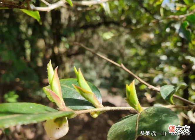 三伏炎夏喝什么茶 夏天三伏喝什么茶好