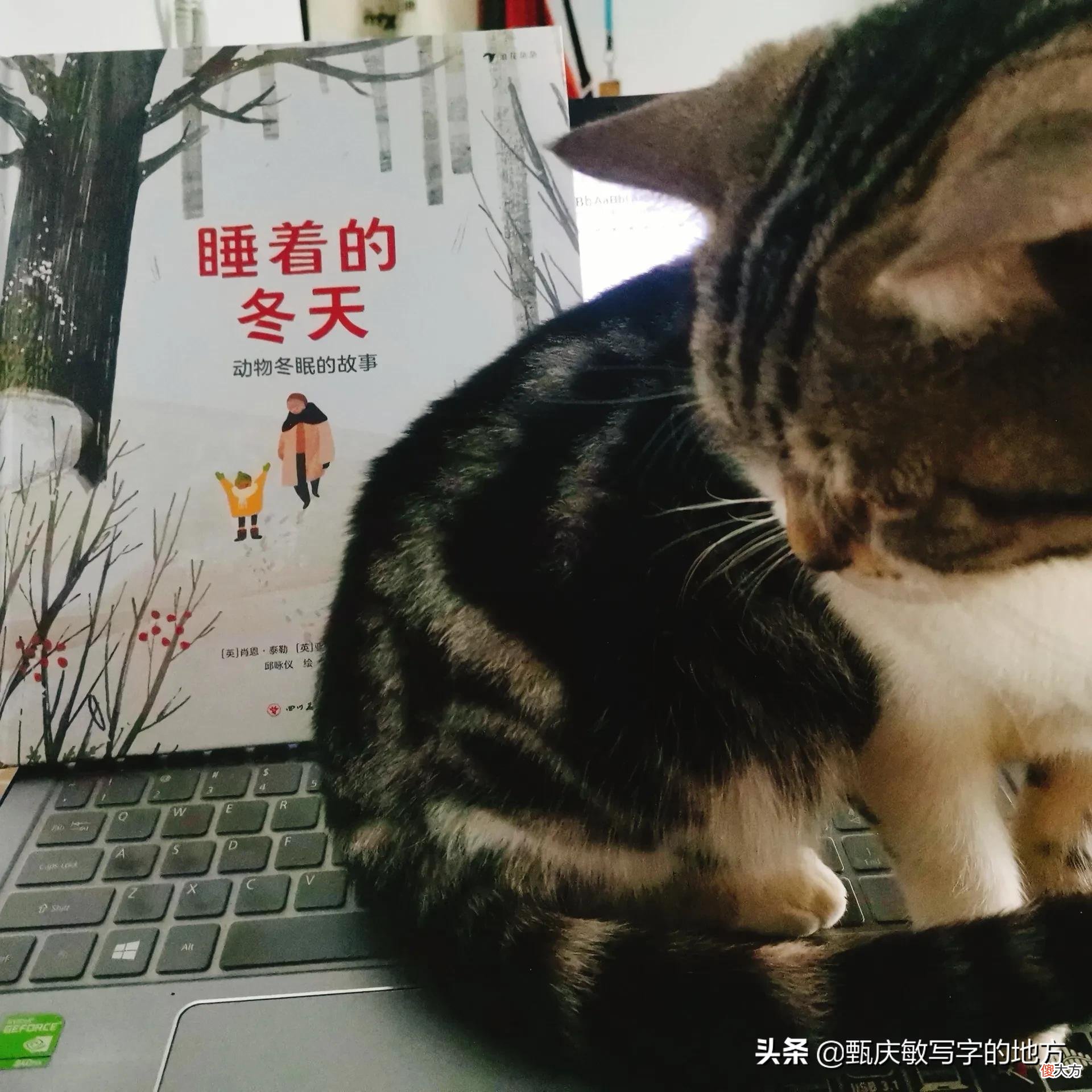 动物的冬眠图鉴 各种动物冬眠图片