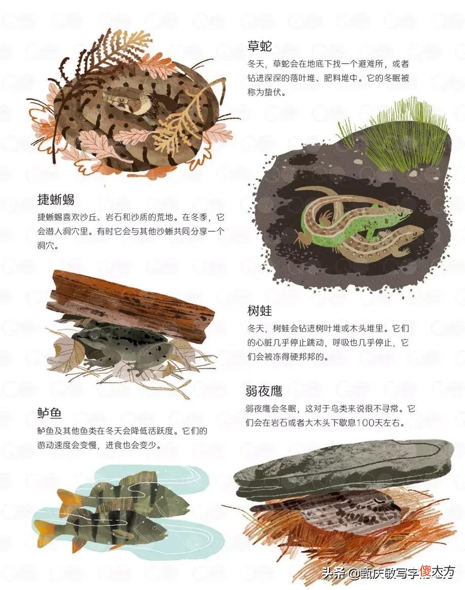 动物的冬眠图鉴 各种动物冬眠图片
