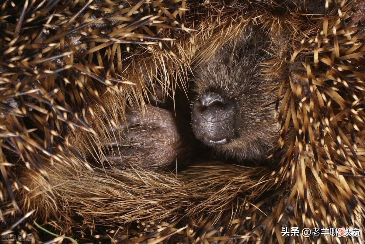 冬眠的刺猬会吃掉吗 刺猬冬眠时吃东西吗