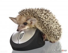 冬眠的刺猬会吃掉吗 刺猬冬眠时吃东西吗